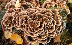 ¿Para qué sirve la Grifola frondosa? Descúbrelo aquí.