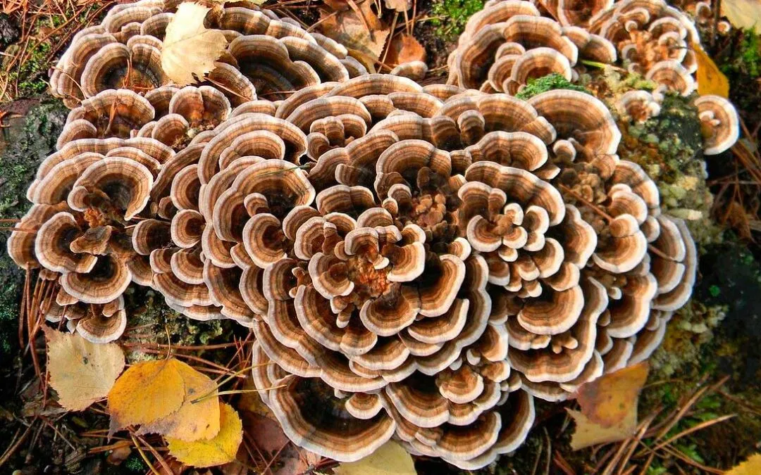 ¿Para qué sirve la Grifola frondosa? Descúbrelo aquí.