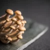 Hongos funcionales para el sistema inmune