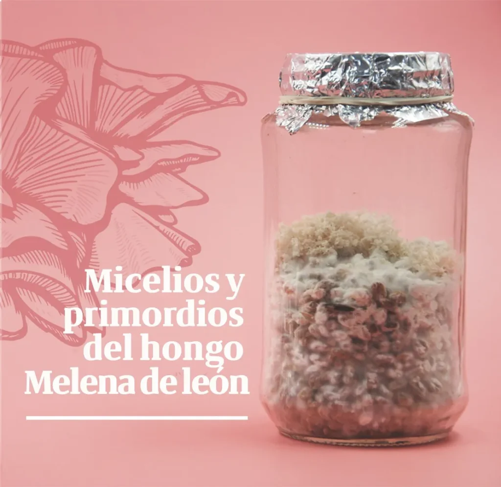 Hongos funcionales utilizados en alimentos funcionales y nutracéuticos.