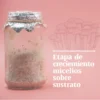 Micelios de hongos