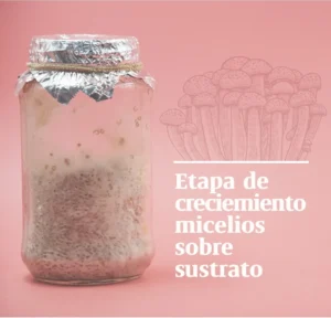 Productos elaborados con hongos funcionales para apoyar el bienestar y la nutrición.
