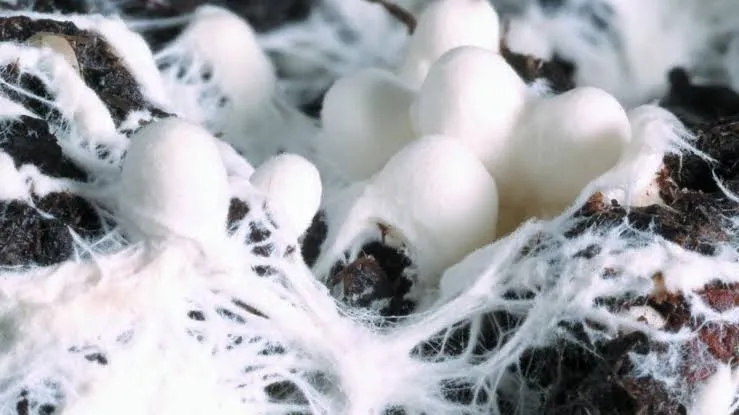Cultivo de micelio de hongos en laboratorio para obtener biomasa fúngica.