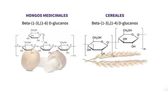 Beta-glucanos presentes en hongos funcionales
