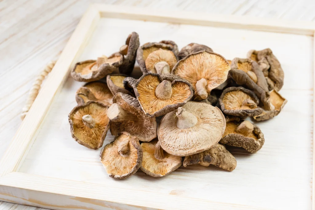Hongo shiitake Lentinula edodes