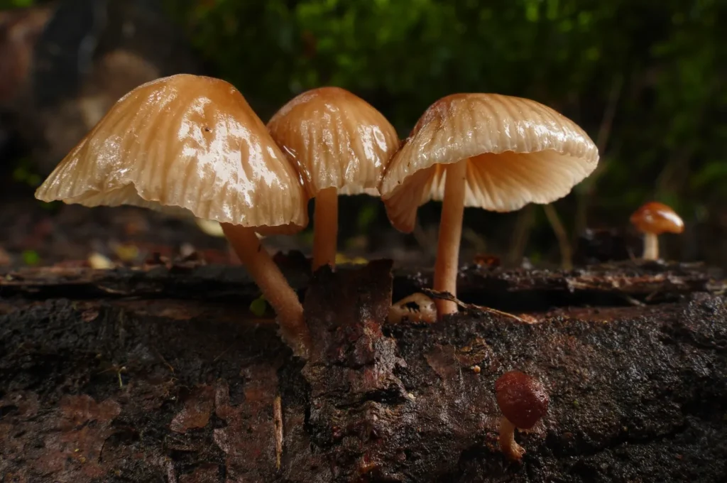 Relación entre hongos funcionales y microbiota intestinal
