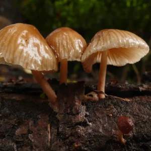 Hongos funcionales y microbiota intestinal ¿Qué relación tienen?