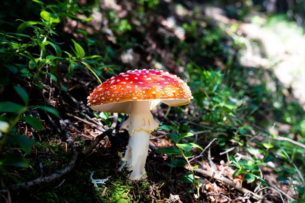 Hongos funcionales y sus principales especies